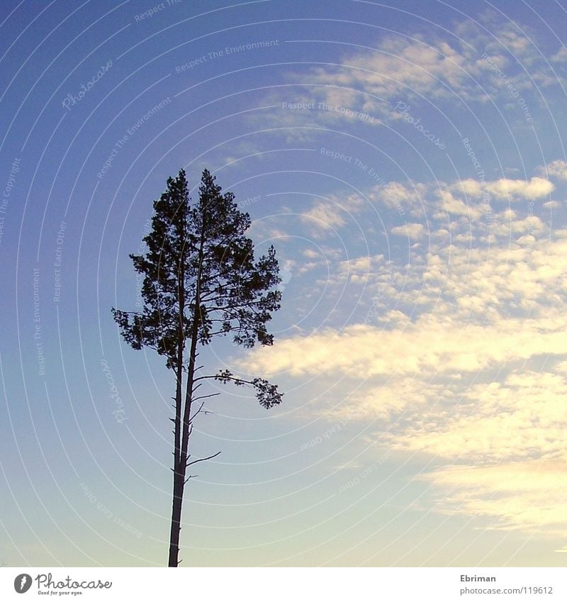 Gespaltene Persönlichkeit Baum Wolken weiß Waldlichtung stachelig Einsamkeit Nachmittag Nadelbaum Hochhaus Überleben Sturm 2 Baumkrone Kopf hoch Langeweile