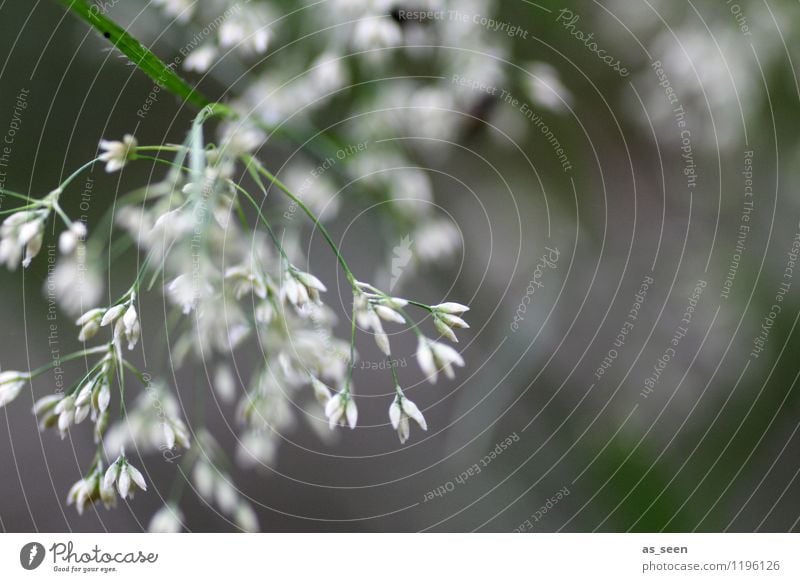 Gräser Wellness harmonisch Sinnesorgane Erholung ruhig Ferien & Urlaub & Reisen Camping Garten Sommerfest Umwelt Natur Pflanze Frühling Gras Gräserblüte Wiese