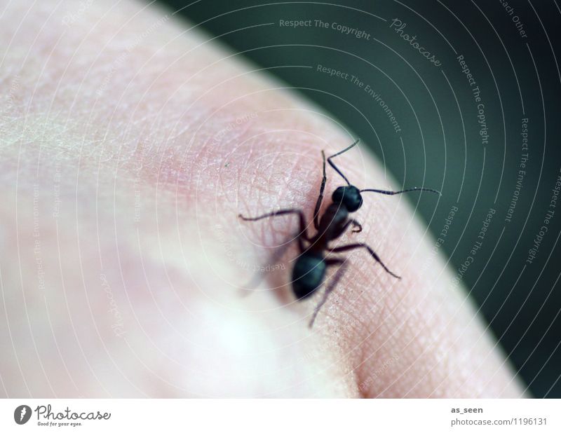 Mensch und Tier Haut Hand Wiese Wald Käfer Ameise Waldameise Insekt 1 krabbeln authentisch außergewöhnlich Ekel natürlich grün schwarz Kindheit nachhaltig Natur