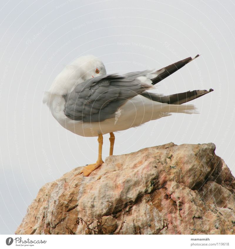 Versteckspiel Teil 1 Möwe kratzen Meer See Feder Vogel Seemöwe Flügel Stein Fuß verstecken Berge u. Gebirge Felsen