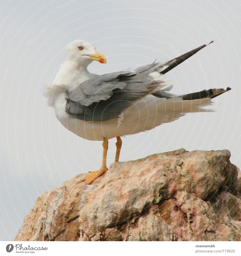 Versteckspiel Teil 2 Möwe Meer See Schnabel Feder Vogel Seemöwe Flügel Stein Fuß Berge u. Gebirge Blick Felsen Auge