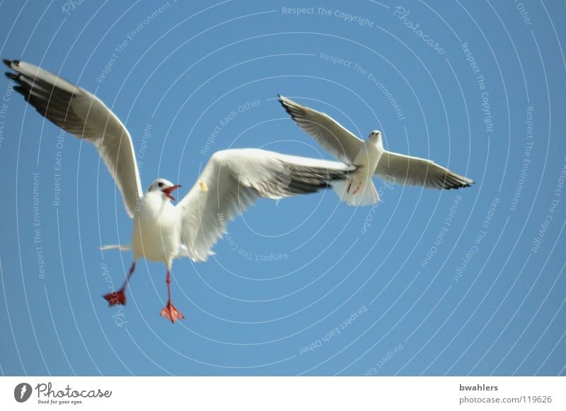 meins Möwe Vogel weiß Sommer See Luft 2 füttern Himmel blau fliegen Freiheit Flügel Feder Bodensee