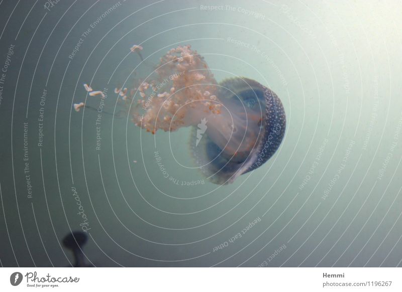 Qualle III Tier Nutztier 1 genießen Schwimmen & Baden Farbfoto Außenaufnahme Nahaufnahme Detailaufnahme Makroaufnahme Unterwasseraufnahme