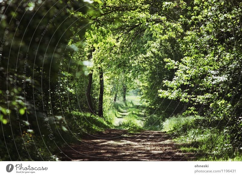 Waldweg Frühling Baum Gras Blatt Grünpflanze Wege & Pfade nachhaltig natürlich grün Idylle Umwelt Umweltschutz Ziel Zukunft Fußweg Farbfoto Außenaufnahme