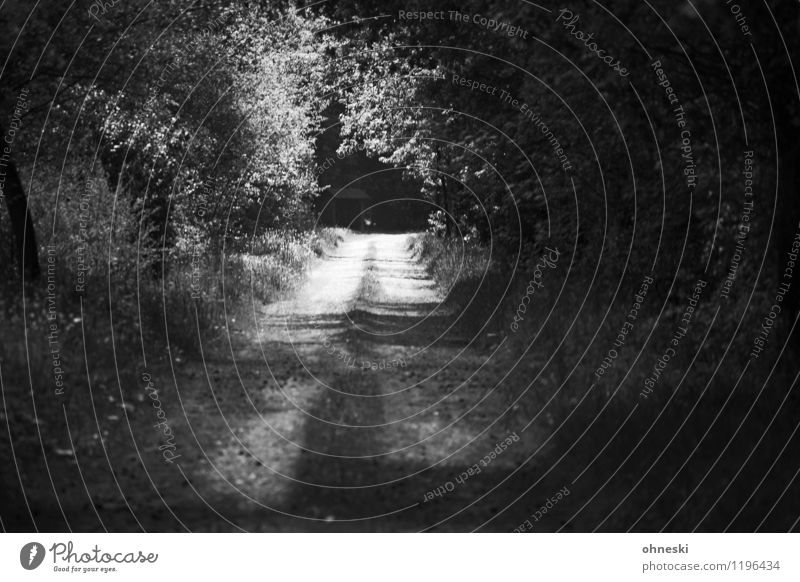 Along the way Landschaft Sonnenlicht Baum Wald Wege & Pfade Glaube träumen Trauer Tod Sehnsucht Hoffnung Optimismus Zukunft Schwarzweißfoto Außenaufnahme