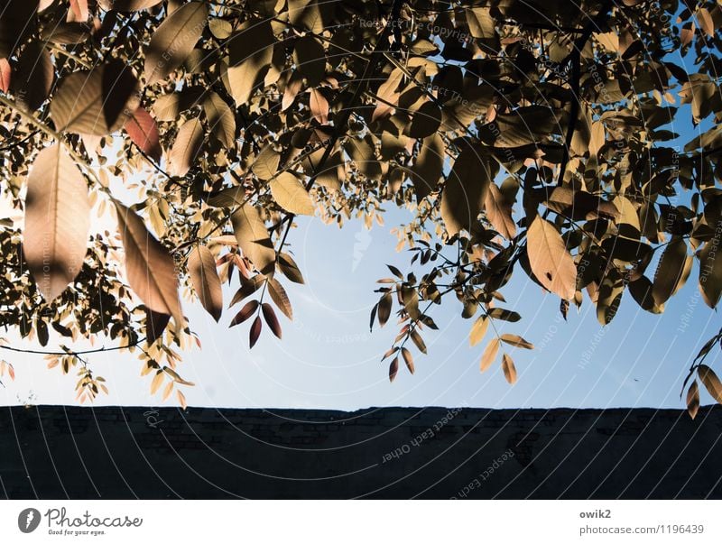 Baldachin Umwelt Natur Wolkenloser Himmel Klima Wetter Schönes Wetter Pflanze Baum Blatt glänzend leuchten Wachstum Idylle geschlossen Laubbaum Farbfoto