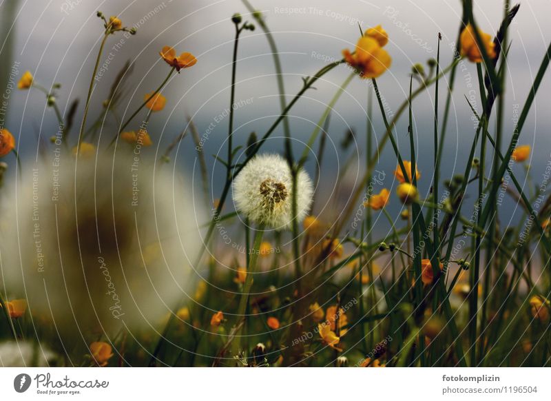 Löwenzahn - Pusteblume und gelbe Butterblumen Wiesenblume Blumenwiese Pflanze Sumpf-Dotterblumen Gras Biotop natürlich Idylle Nahaufnahme Froschperspektive