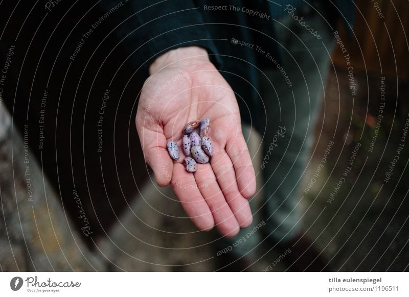 Magere Ernte maskulin Hand 1 Mensch 30-45 Jahre Erwachsene Hoffnung Umwelt festhalten zeigen Handfläche Bohnen wenige Farbfoto Außenaufnahme Tag