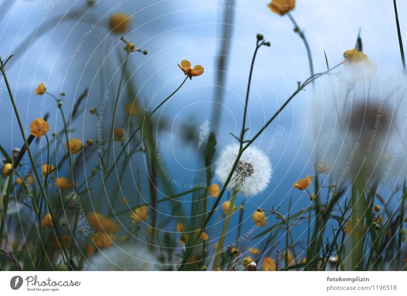 Pusteblume zwischen gelben Dotterblumen im blauen Himmellicht Natur Pflanze Frühling Wildpflanze Wiese träumen Duft wild Sumpf-Dotterblumen blümchenwiese weich