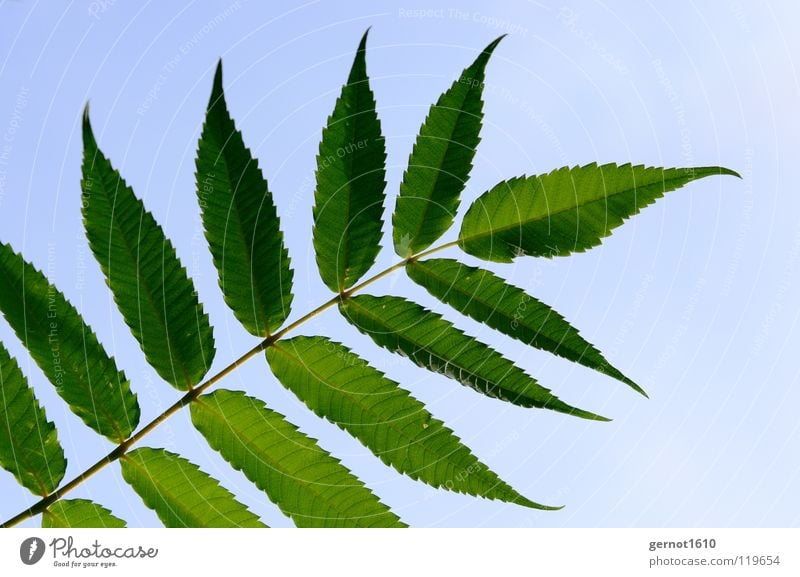 Summertime Blatt Esche grün Baum Sommer Laubbaum Makroaufnahme Nahaufnahme Wedel Blattwedel blau Himmel Schönes Wetter