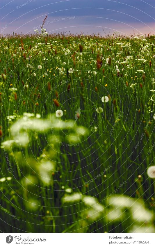 grasgrüne Wildblumenwiese Gras Wildpflanze wiesenpflanzen Löwenzahn Wiesenblume Löwenzahnfeld natürlich Biotop Kräuterwiese Blühend Blumenwiese Frühling