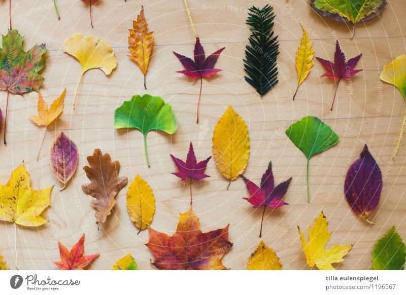 Salat Tier Herbst Baum Blatt Sammlung liegen dehydrieren Natur Vergänglichkeit Ginkgo Eichenblatt Buchenblatt Platane Nadelbaum Spitzahorn Potpourri rot grün