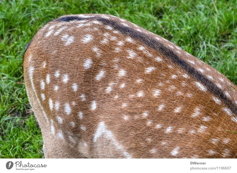 Rücken Umwelt Natur Schönes Wetter Gras Wiese Feld Tier Wildtier Fell Zoo Streichelzoo Reh Rothirsch Tierjunges stehen glänzend schön braun grün Punkt Fleck