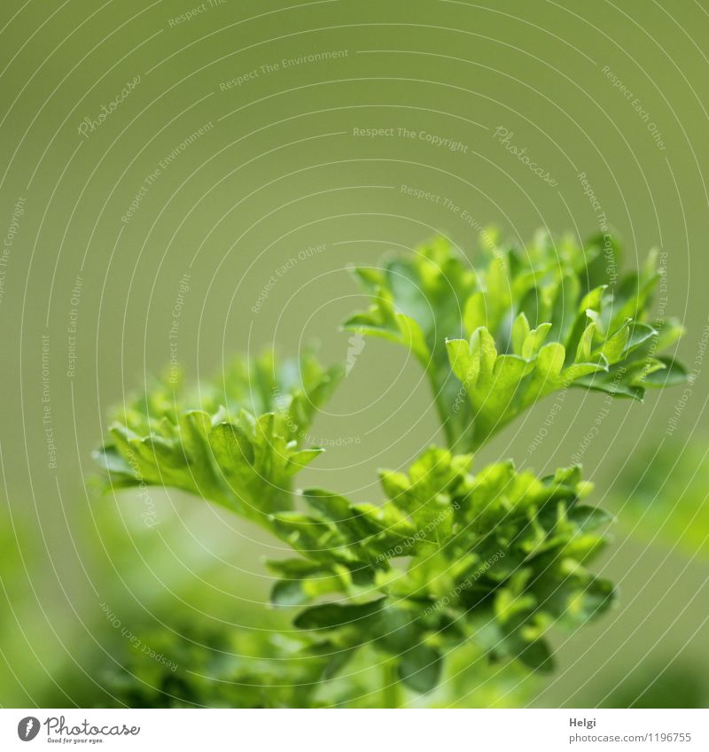 würzig... Lebensmittel Kräuter & Gewürze Petersilie Ernährung Vegetarische Ernährung Pflanze Blatt Grünpflanze Wachstum frisch lecker natürlich grün Gesundheit