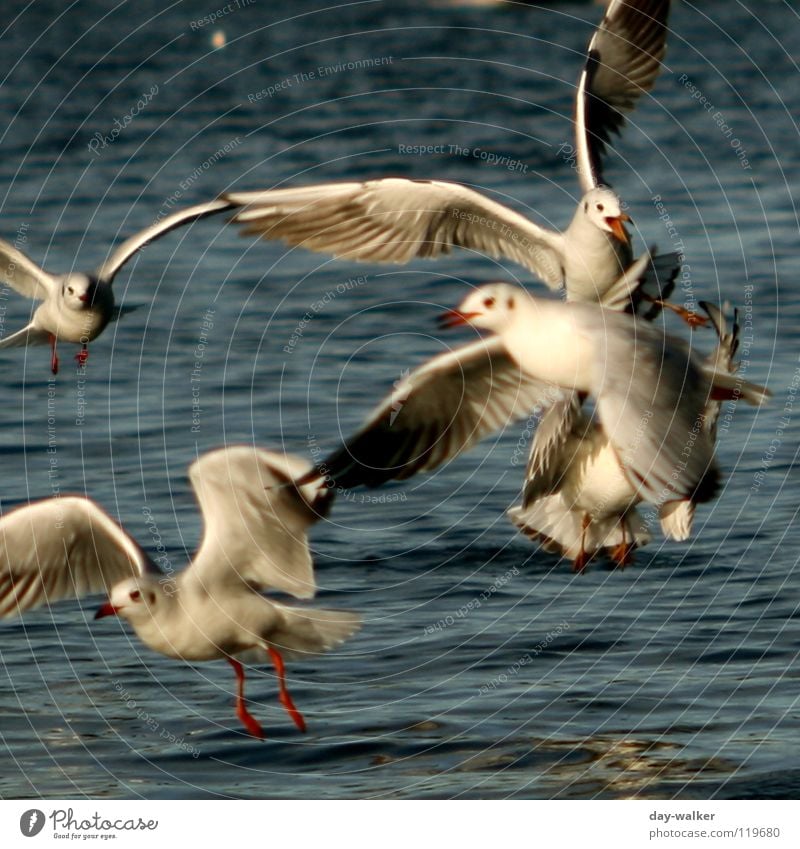 Futterneid Vogel Möwe Tier See Oberfläche Wellen Neid Duell flattern rot gelb weiß Aktion Reflexion & Spiegelung Wasser Wut Ärger Feder Schatten kämpfen Flügel