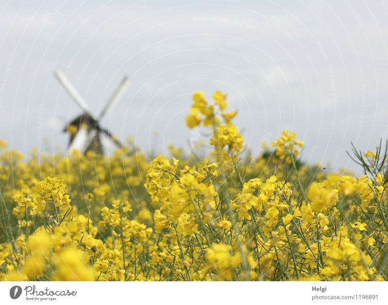 auf dem Land... Umwelt Natur Landschaft Pflanze Wolken Frühling Baum Nutzpflanze Raps Rapsblüte Feld Dorf Bauwerk Architektur Mühle Windmühle Blühend stehen