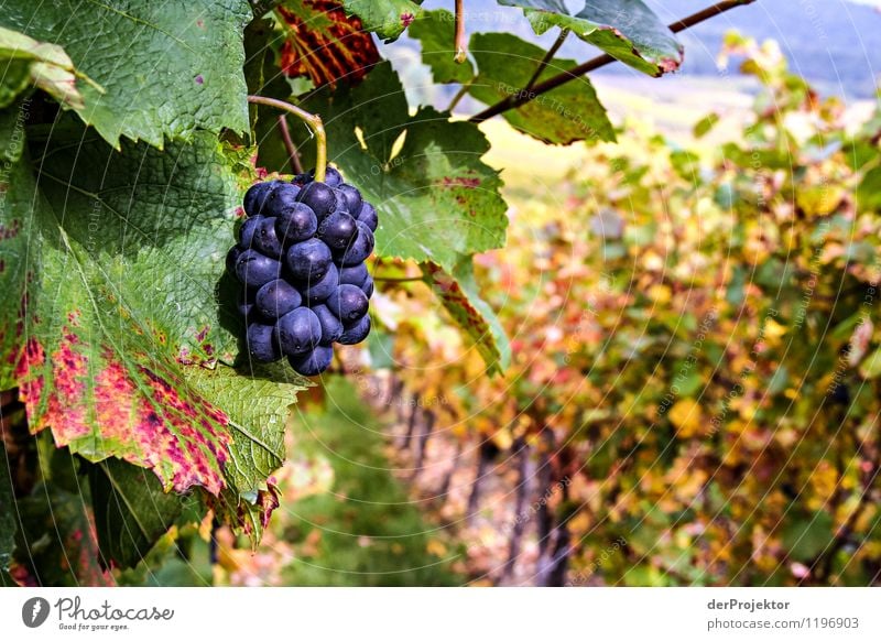 Pinot noir in Formvollendung Umwelt Natur Landschaft Pflanze Tier Herbst Schönes Wetter Grünpflanze Nutzpflanze Feld Hügel Gefühle Laster Freude Geborgenheit