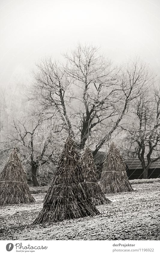 Winterliches Feld Ferien & Urlaub & Reisen Winterurlaub Berge u. Gebirge wandern Umwelt Natur Landschaft Pflanze Schönes Wetter Eis Frost Baum Hügel alt