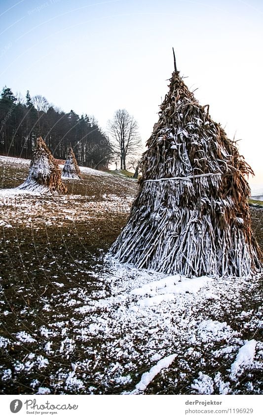 Abendstimmung auf einem Feld in der Steiermark Ferien & Urlaub & Reisen Tourismus Freiheit Winterurlaub wandern Umwelt Natur Landschaft Pflanze Tier