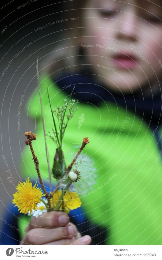 Mitbringsel Sommerurlaub Muttertag Junge Kindheit Leben Hand Finger 3-8 Jahre Umwelt Natur Pflanze Frühling Blüte Löwenzahn Gras Sumpf-Dotterblumen Zweig Garten