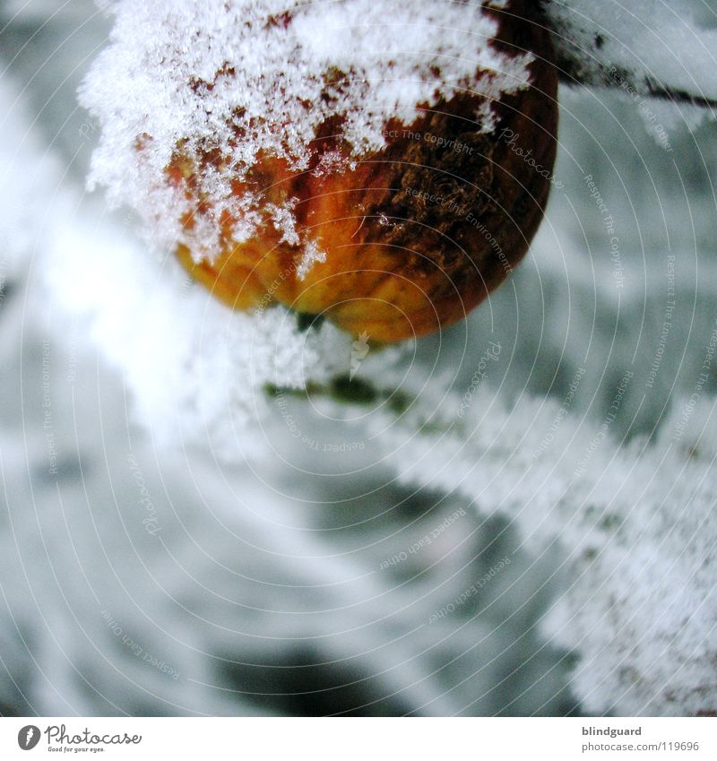 Gefrierbrand Schneekristall Eiskristall Lebensbaum grün Blatt Winter kalt dunkel Makroaufnahme Baum erfrieren gefroren zart zerbrechlich unterkühlt fein weiß