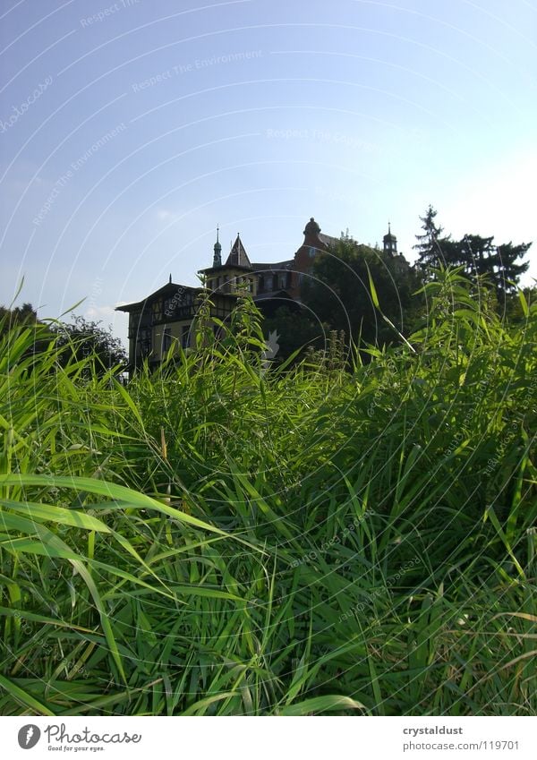 Villa Marie Gras grün Wiese Dresden Sommer Freiheit Himmel Makroaufnahme