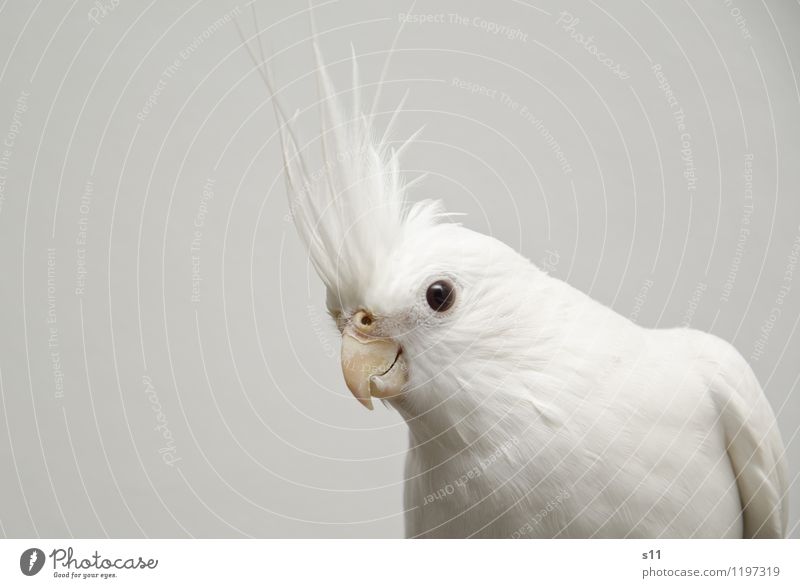 Bobby ll Tier Haustier Vogel Flügel Nymphensittilch Cockatiel Feder Schnabel 1 beobachten Denken hören Blick sitzen außergewöhnlich Coolness elegant exotisch