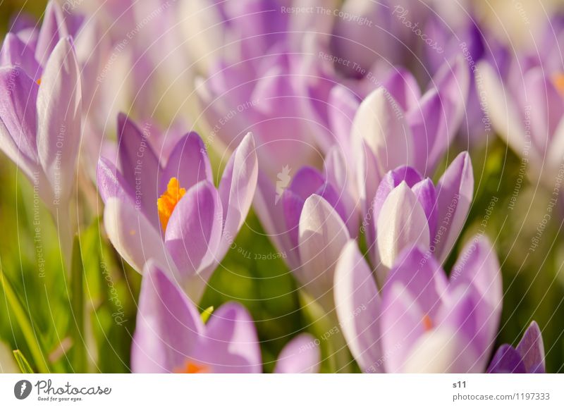 Frühling I Umwelt Natur Pflanze Schönes Wetter Blume Blüte Garten Park Duft Wachstum Freundlichkeit Fröhlichkeit frisch schön grün violett orange Stimmung