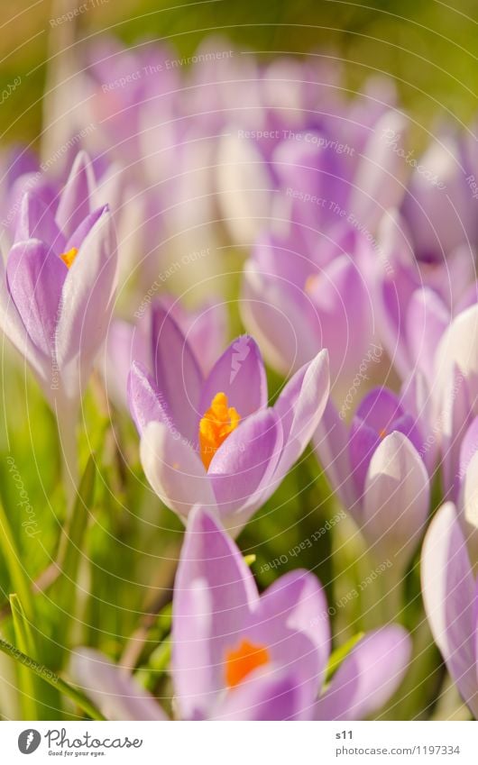 Frühling II Natur Pflanze Sonnenlicht Schönes Wetter Blume Blüte Krokusse Garten Park Blühend Duft Wachstum elegant exotisch natürlich schön grün violett orange