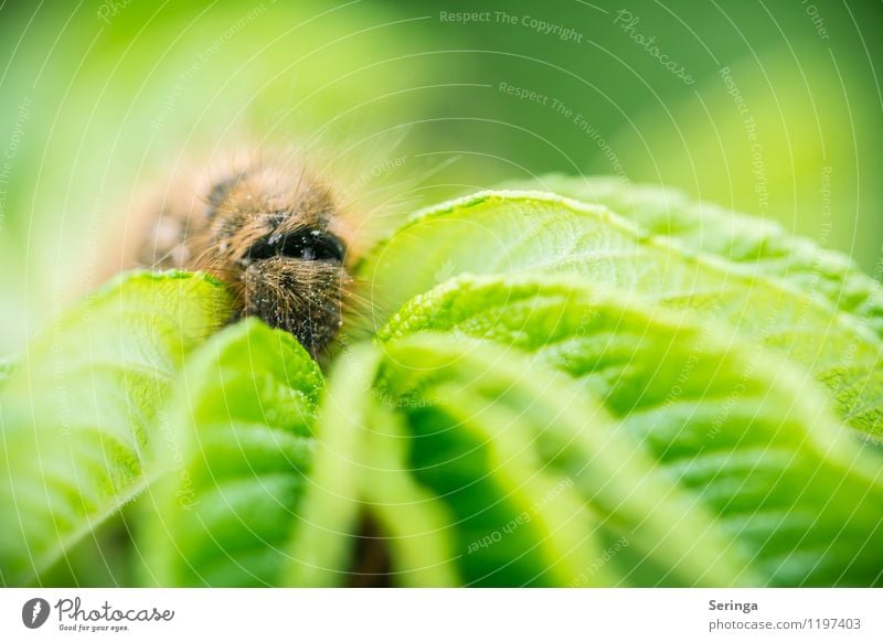 Welche Richtung geht es weiter Umwelt Natur Landschaft Pflanze Tier Frühling Sommer Schönes Wetter Wiese Feld Wald Käfer 1 krabbeln braun mehrfarbig gelb grün