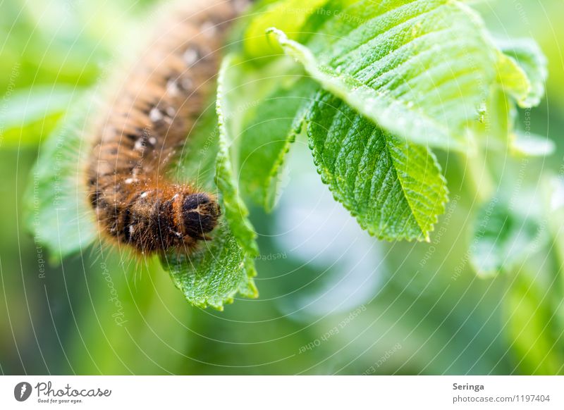 Am Ende, andere Richtung Tier Schmetterling Käfer Wurm Tiergesicht 1 braun mehrfarbig gelb grün Raupe Farbfoto Außenaufnahme Nahaufnahme Detailaufnahme