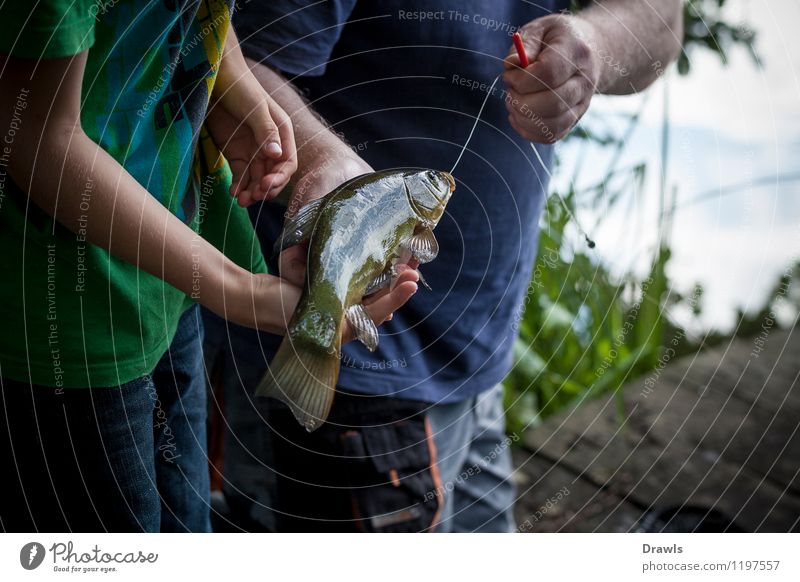 Schleie am Haken Tier Fisch 1 Angeln Angelschnur fangen Jagd frisch natürlich schleimig braun gelb gold grün Glück Erfolg Leidenschaft Freizeit & Hobby Freude