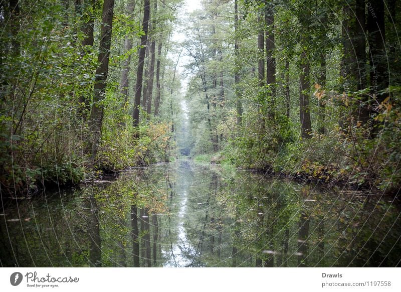 Spreewald Umwelt Natur Landschaft Pflanze Wasser Flussufer Ruderboot Paddelboot beobachten entdecken Erholung Ferien & Urlaub & Reisen blau braun gelb gold grün