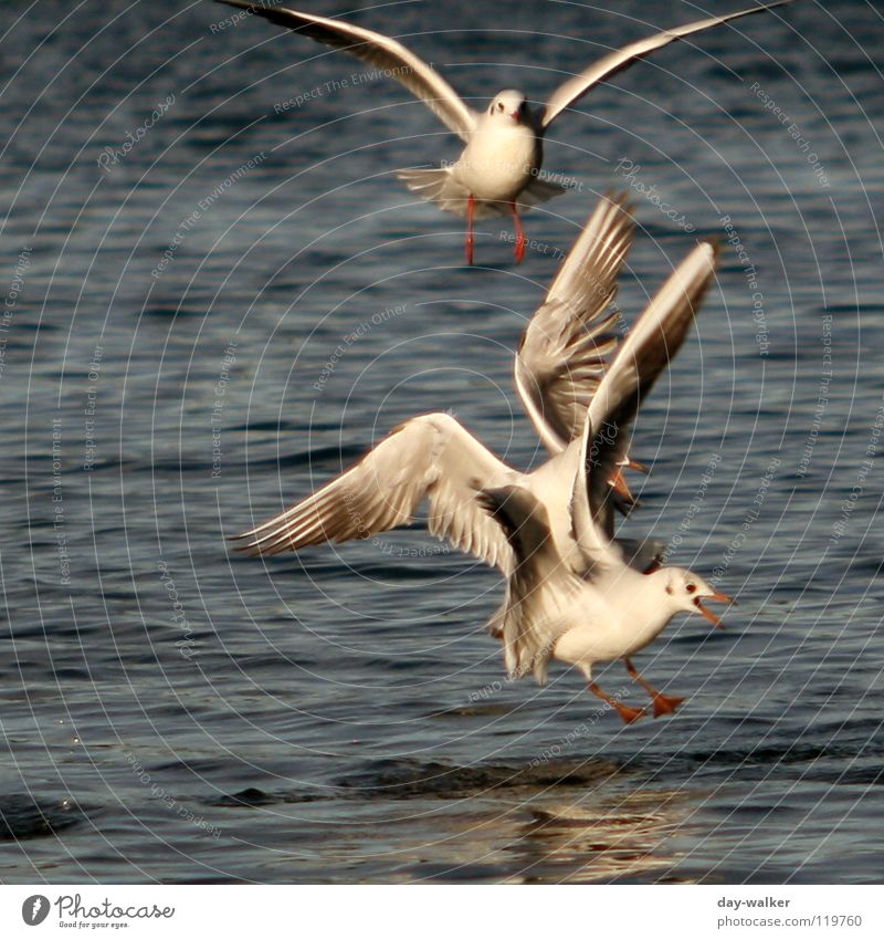 Luftkampf Vogel Möwe Tier See Oberfläche Wellen Futter Neid Duell flattern rot gelb weiß Aktion Reflexion & Spiegelung Wut Ärger Wasser Feder Schatten kämpfen