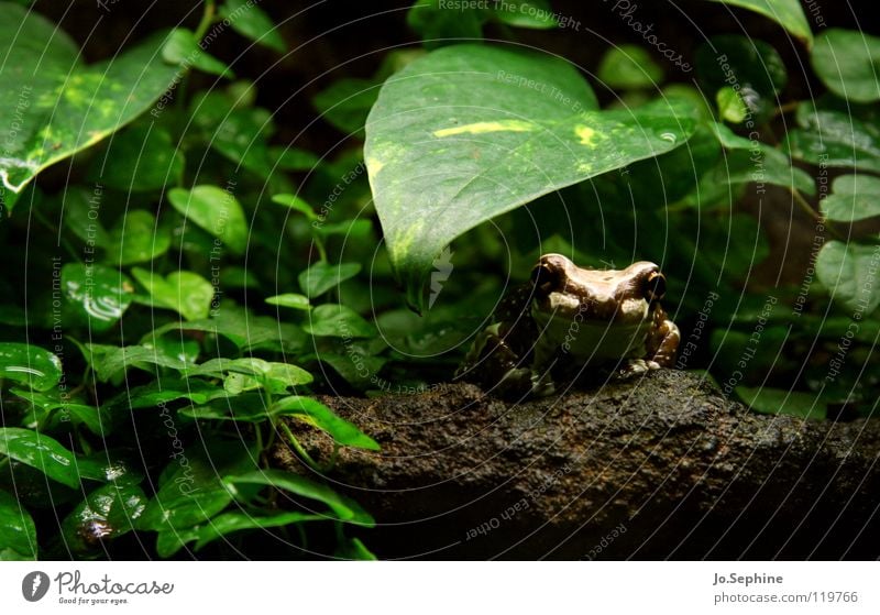 Küss mich! Wasserpfeifer Frosch Tier Tierwelt Wildtier Amphibie Lurch Froschlurche Terrarium Urwald Umwelt Erde Pflanze Blatt Stein grün braun Natur