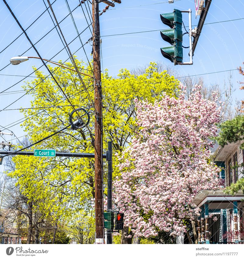 Frühling in the City Wolkenloser Himmel Schönes Wetter Pflanze Baum Kleinstadt Straßenkreuzung Stadt Straßenbeleuchtung Ampel Strommast USA Kabel Kabelsalat