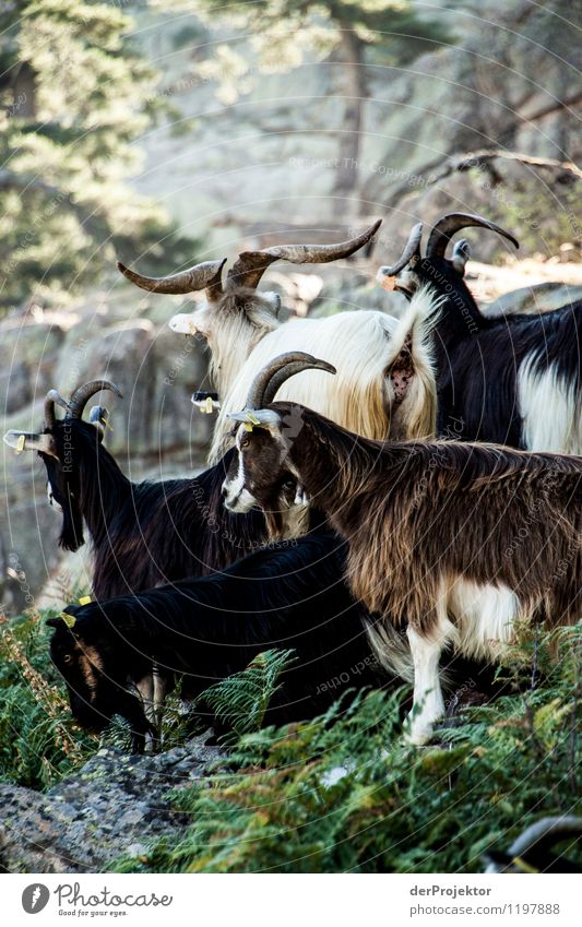 Ziegenherde auf Korsika Umwelt Natur Landschaft Pflanze Tier Urelemente Sommer Schönes Wetter Wald Hügel Felsen Berge u. Gebirge Herde Gefühle Lebensfreude Mut