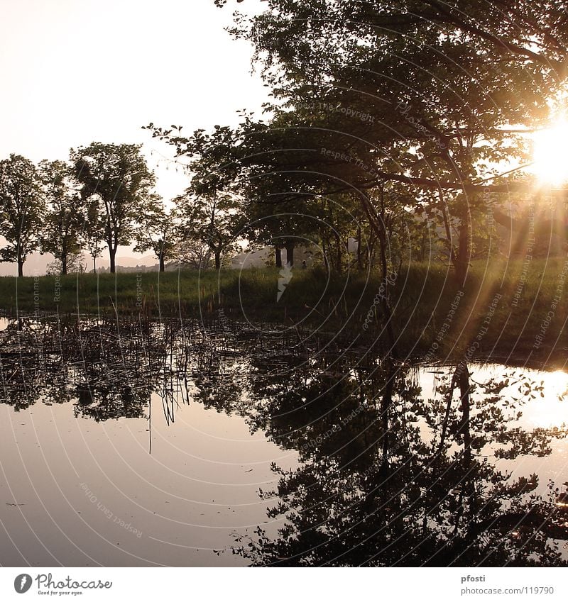 ...und morgen komme ich wieder Teich See Gewässer Wiese Sonnenstrahlen Sonnenuntergang Sonnenlicht Dämmerung Licht Baum Reflexion & Spiegelung Außenaufnahme