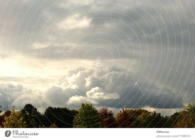 Natur Ferne Freiheit Umwelt Landschaft Himmel Wolken Gewitterwolken schlechtes Wetter Unwetter Baum Wald Gipfel bedrohlich dunkel grau Traurigkeit Erschöpfung