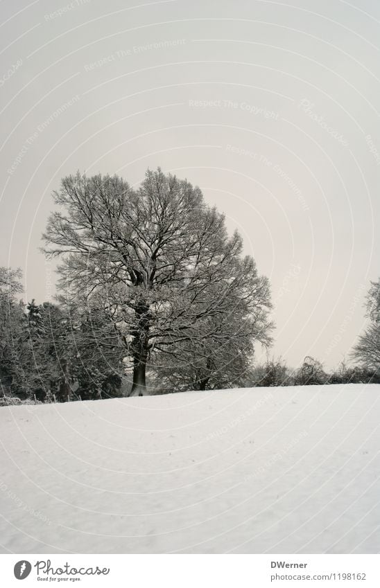 Winter Umwelt Natur Landschaft Himmel Klima Schönes Wetter Eis Frost Schnee Baum Wiese Feld Wald kalt weiß friedlich achtsam ruhig Idylle Winterwald leer