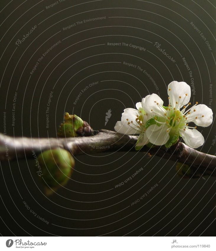 kirschblüte Blume Kirschblüten Blüte Asien rein puristisch edel zierlich Kraft Frühling dunkel weiß gelb grün braun khakigrün schön hell