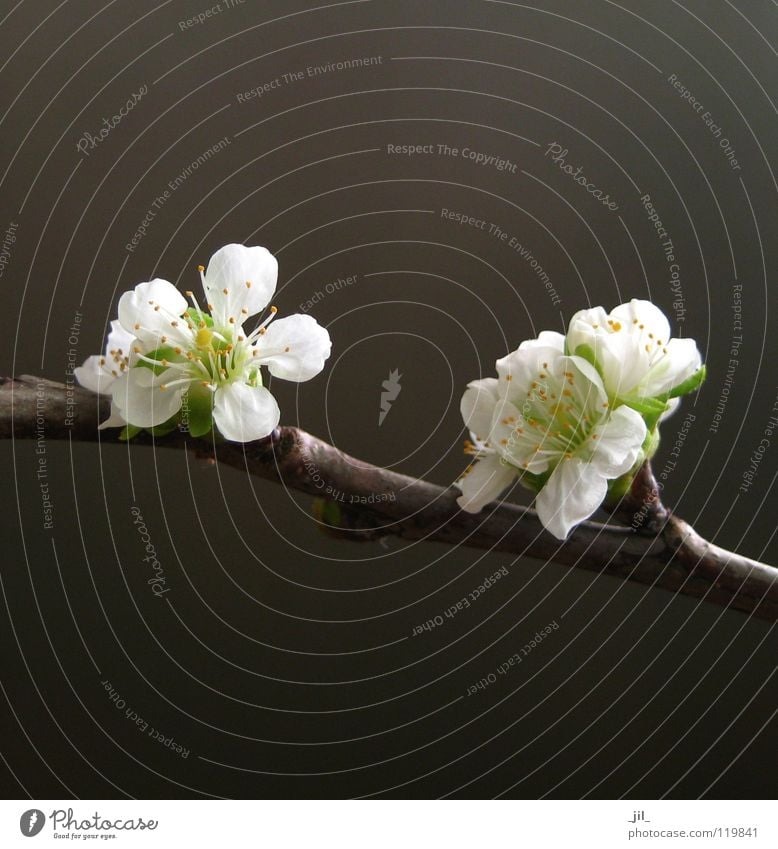 kirschblüten Blume Kirschblüten Blüte Asien rein puristisch edel zierlich Kraft Frühling dunkel weiß gelb grün braun khakigrün schön hell