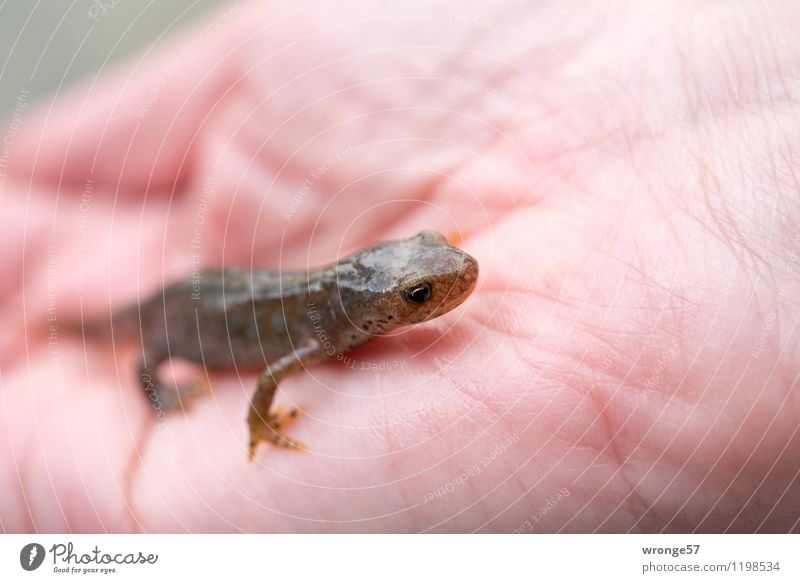 Molch II Tier Sommer Wildtier Amphibie Schwanzlurche 1 klein braun rosa Lurch Präsentation Farbfoto Gedeckte Farben Außenaufnahme Nahaufnahme Menschenleer