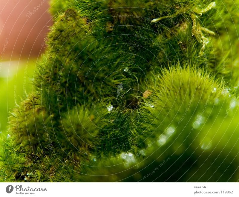 Mooswelt Pflanze grün Hintergrundbild Laubmoos Bodendecker Sporen Symbiose Natur mikro Flechten Makroaufnahme Botanik Wachstum Strukturen & Formen Waldboden