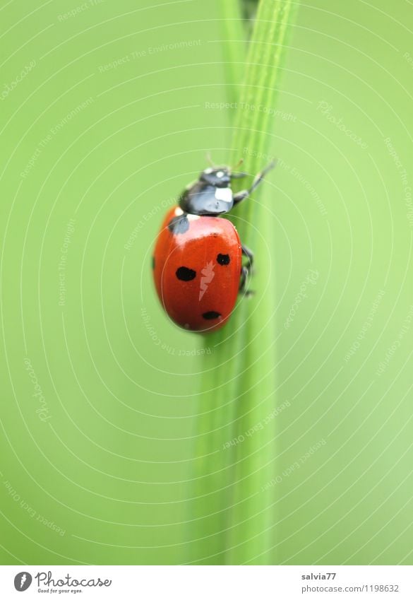 nach oben Muttertag Geburtstag Natur Tier Frühling Sommer Garten Wildtier Käfer 1 krabbeln sportlich hoch klein natürlich niedlich grün rot Glück