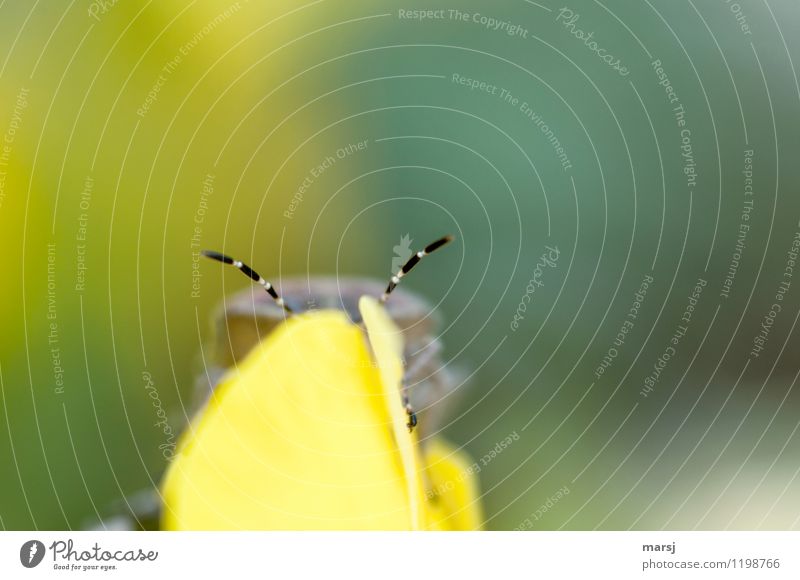 Voll auf Empfang Tier Wildtier Käfer Schildkäfer Wanze Fühler 1 außergewöhnlich dünn authentisch einfach klein mehrfarbig gelb gestreift fein Insekt empfangen