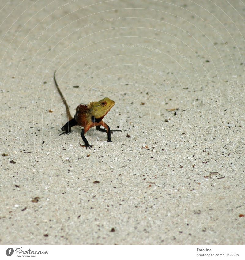 Wachposten Umwelt Natur Tier Urelemente Erde Sand Küste Strand Wildtier 1 frei klein nah natürlich Reptil Echsen Farbfoto mehrfarbig Außenaufnahme Nahaufnahme