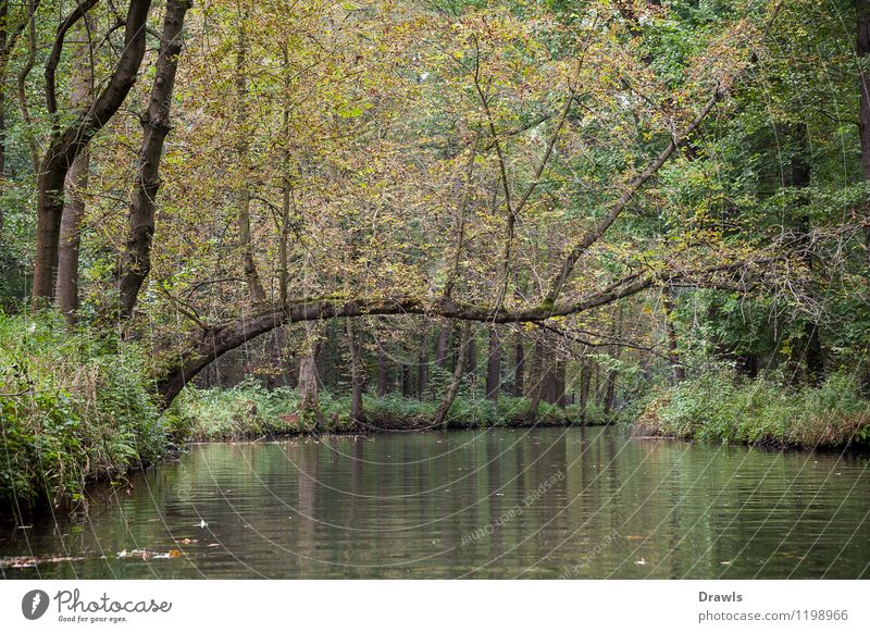 Oberspreewald Umwelt Natur Wasser Baum Wald Flussufer Moor Sumpf Spreewald Binnenschifffahrt Bootsfahrt Fischerboot Schlauchboot Ruderboot beobachten Erholung