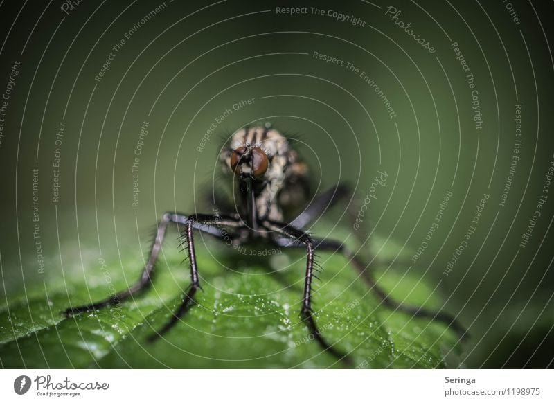 Ich seh dich 1 Umwelt Natur Landschaft Pflanze Tier Fliege Biene Schmetterling Käfer ästhetisch außergewöhnlich authentisch exotisch fantastisch frei lecker