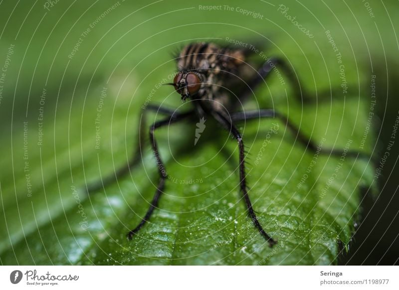 Ich seh dich 2 Tier Fliege Biene Schmetterling Käfer Tiergesicht 1 hässlich kuschlig klein neu Geschwindigkeit braun mehrfarbig gelb grau grün Farbfoto